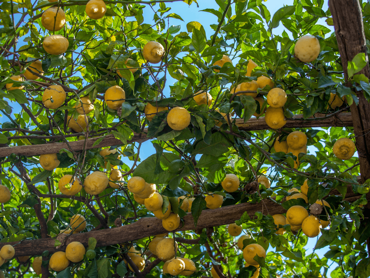 FEAST - Amalfi lemon