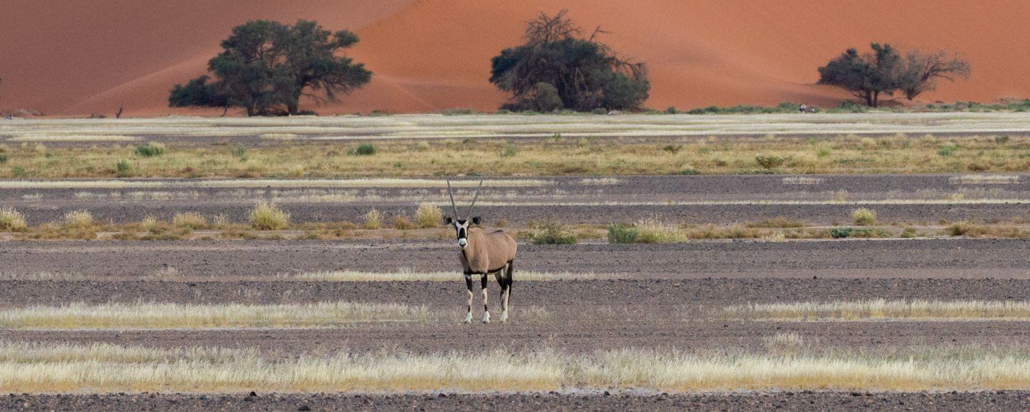 Namib-Naukluft Namibia