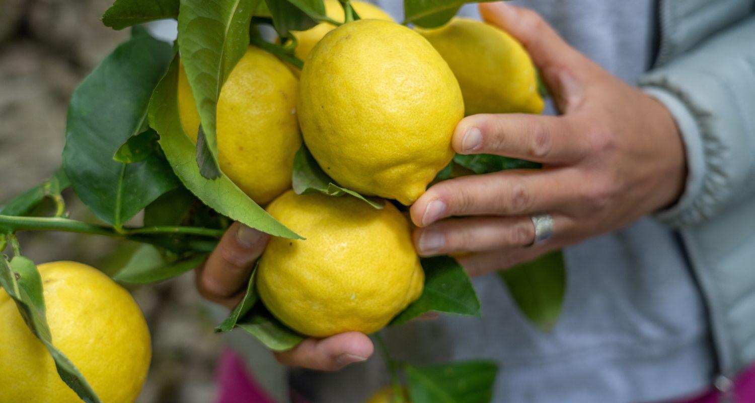 amalfi lemons