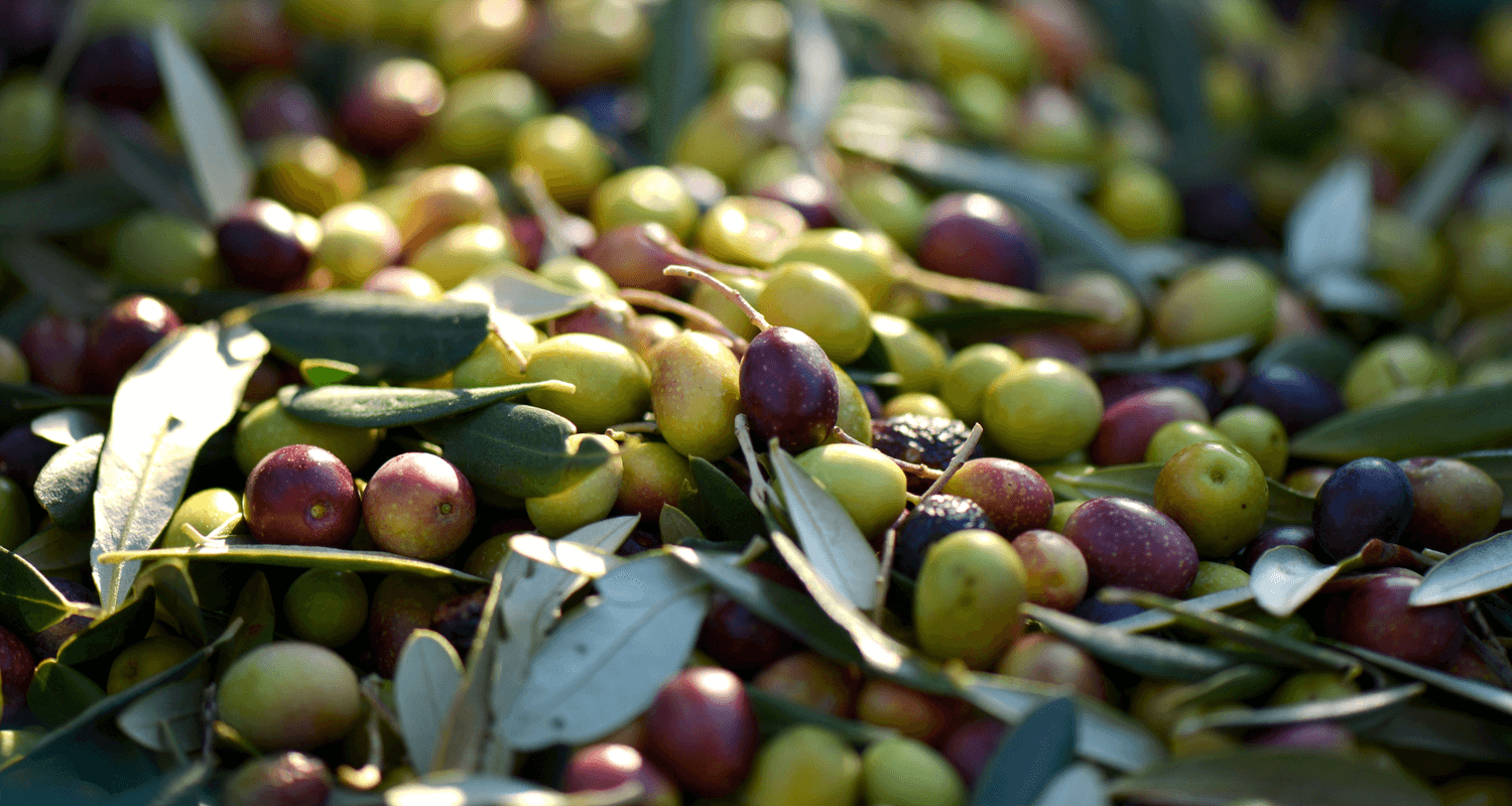 FEAST - Olive Oil 