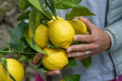 amalfi lemons