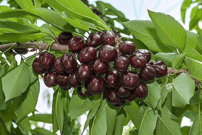 FEAST Emilia hiking cherries Vignola