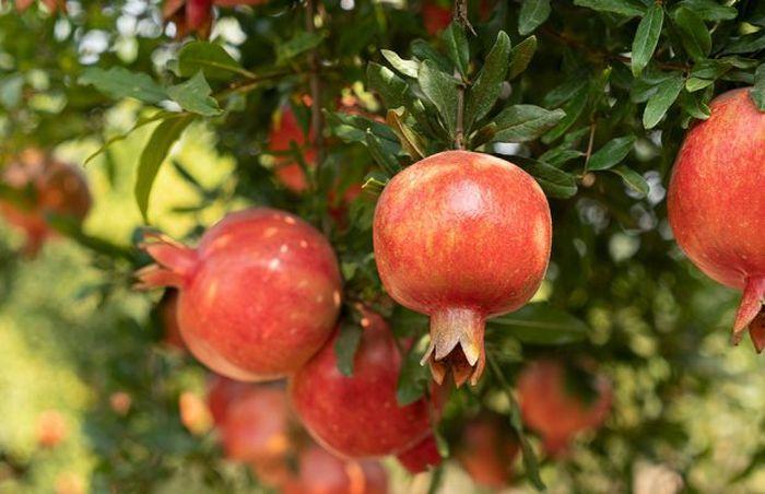 pomegranate naxos farm perivoli