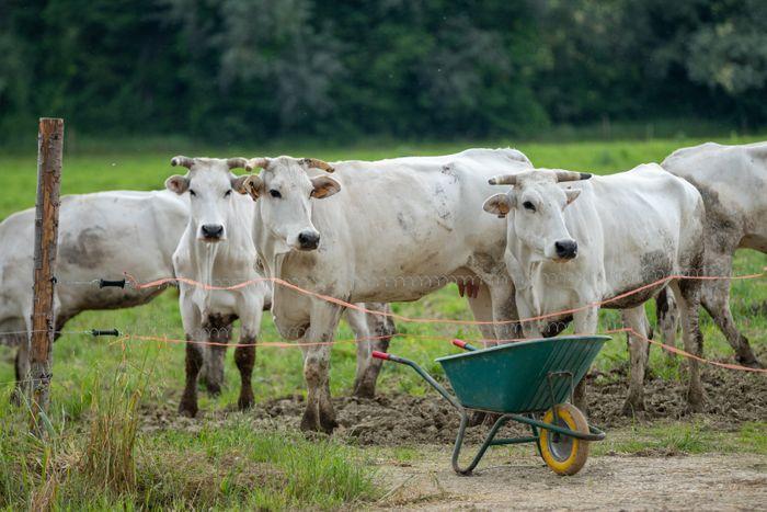 SAPIO Umbria Chianina