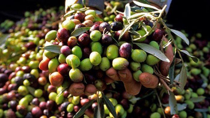 Naxos perivoli farm olives