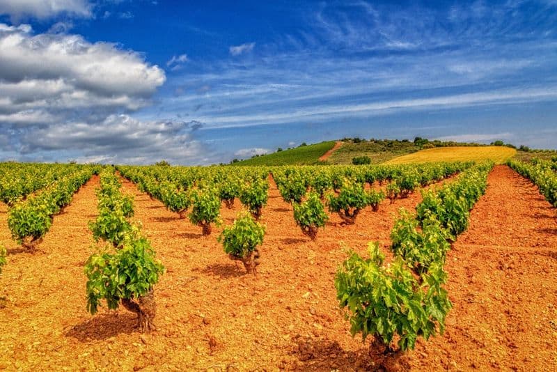 FEAST Spain Aragonia wine vineyards