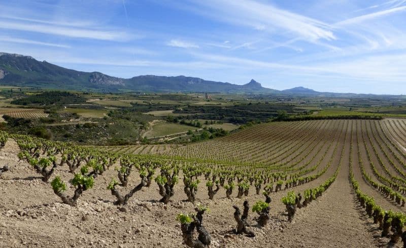 FEAST Spain Rioja wine vineyard