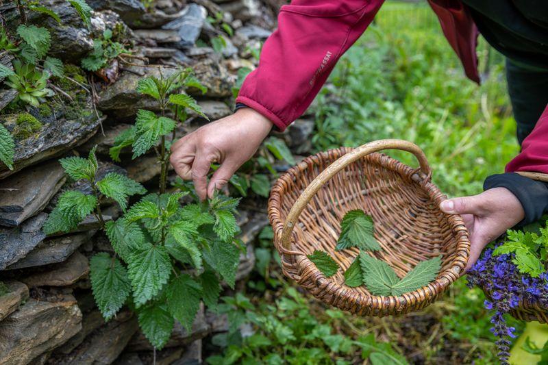 Valle Maira foraging