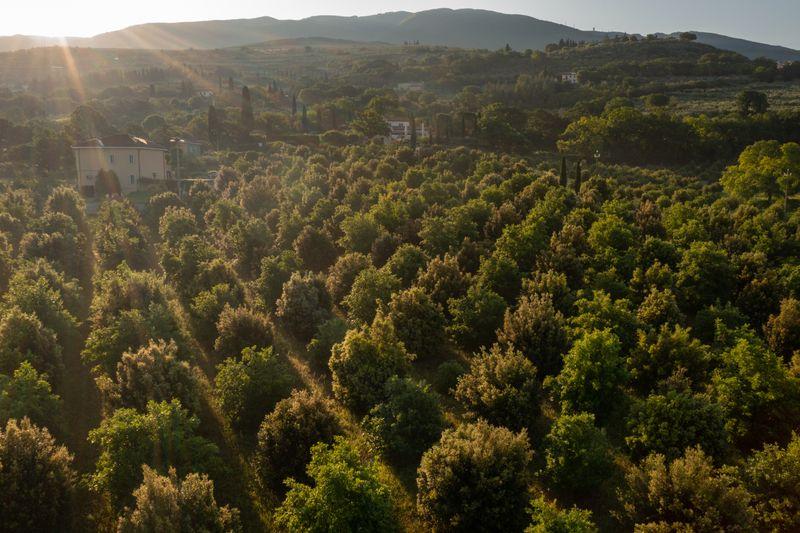 SAPIO Umbria truffle San Pietro al Pettine