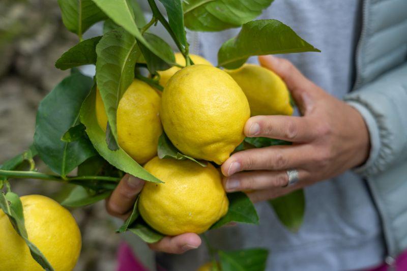 Amalfi lemons